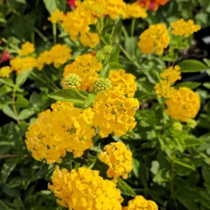 Lantana New Gold Live Plant, Set of 2, 4-6