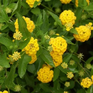 Lantana New Gold Live Plant, Set of 2, 4-6