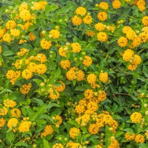 Lantana New Gold Live Plant, Set of 2, 4-6
