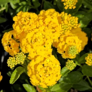 Lantana New Gold Live Plant, Set of 2, 4-6" Tall, Bare Root, Attracts Pollinators - Image 1