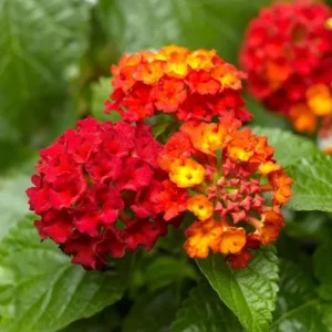 Lantana Salsa Live Plants - Set of 2, 4-6" Tall, Butterfly & Pollinator Friendly - Image 2