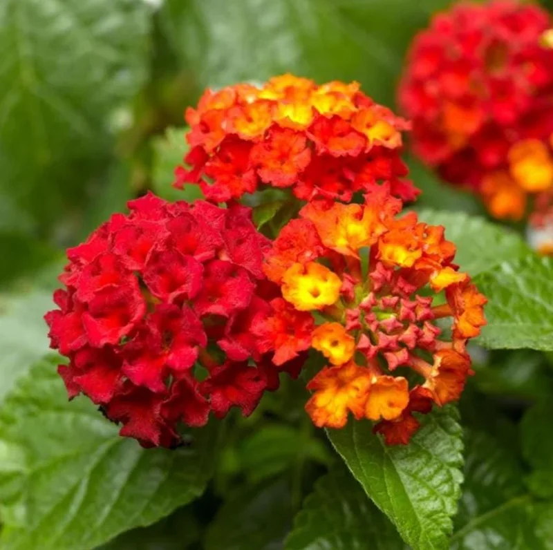 Lantana Salsa Live Plants - Set of 2, 4-6" Tall, Butterfly & Pollinator Friendly - Image 2
