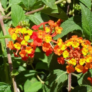 Lantana Salsa Live Plants - Set of 2, 4-6