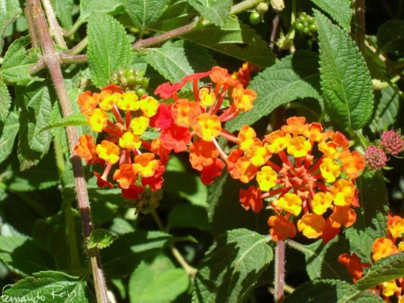 Lantana Salsa Live Plants - Set of 2, 4-6" Tall, Butterfly & Pollinator Friendly - Image 3