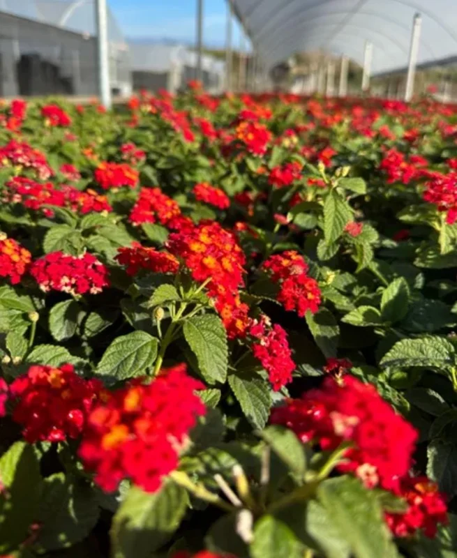 Lantana Salsa Live Plants - Set of 2, 4-6" Tall, Butterfly & Pollinator Friendly - Image 4