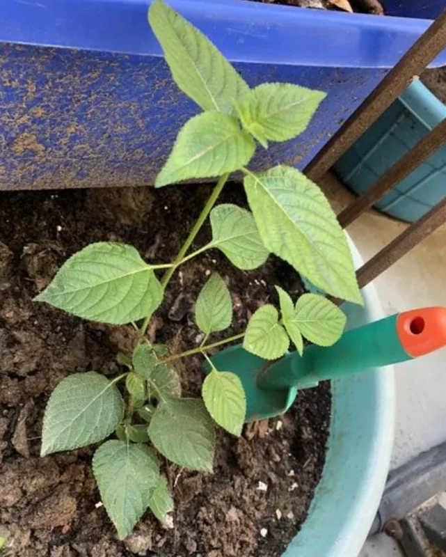 Lantana Salsa Live Plants - Set of 2, 4-6" Tall, Butterfly & Pollinator Friendly - Image 5