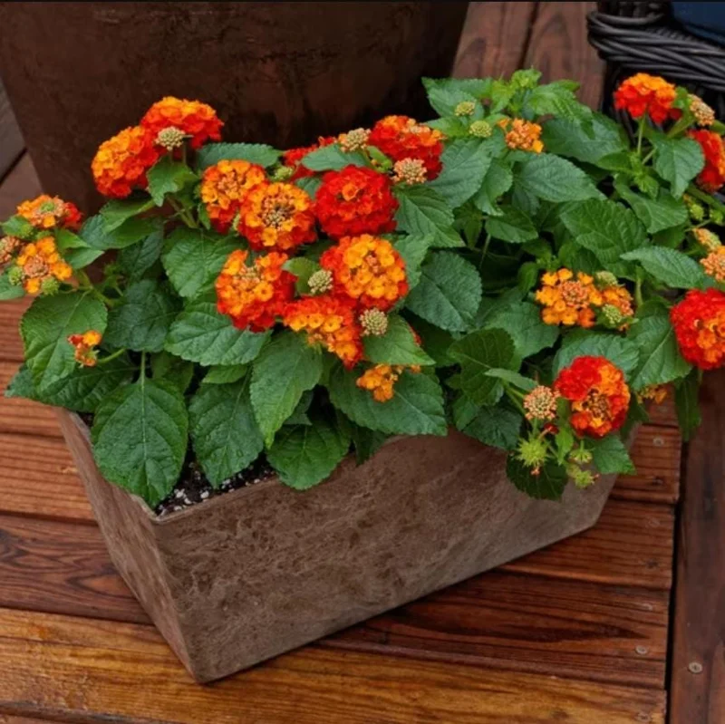 Lantana Salsa Live Plants - Set of 2, 4-6" Tall, Butterfly & Pollinator Friendly - Image 6