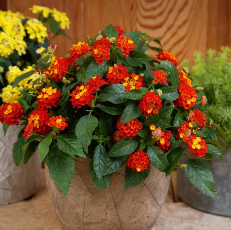 Lantana Salsa Live Plants - Set of 2, 4-6" Tall, Butterfly & Pollinator Friendly - Image 1