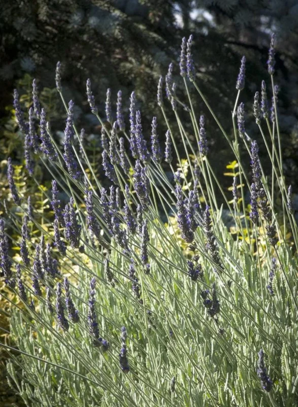 Lavender Live Plant – Set of 2, 4-6" Tall – Fragrant, Pollinator-Friendly Outdoor - Image 3