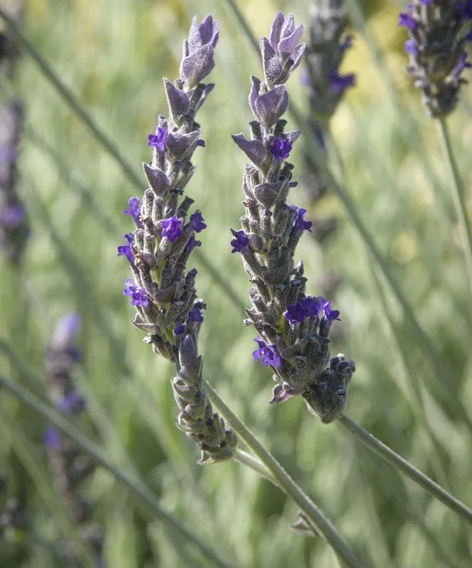 Lavender Live Plant – Set of 2, 4-6" Tall – Fragrant, Pollinator-Friendly Outdoor - Image 4