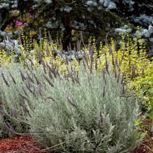 Lavender Live Plant – Set of 2, 4-6" Tall – Fragrant, Pollinator-Friendly Outdoor - Image 1