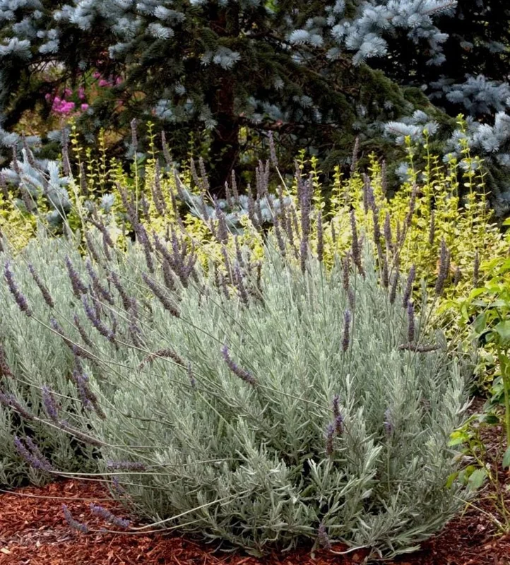 Lavender Live Plant – Set of 2, 4-6" Tall – Fragrant, Pollinator-Friendly Outdoor - Image 1