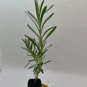 Lavender Live Plant – Set of 2, 4-6