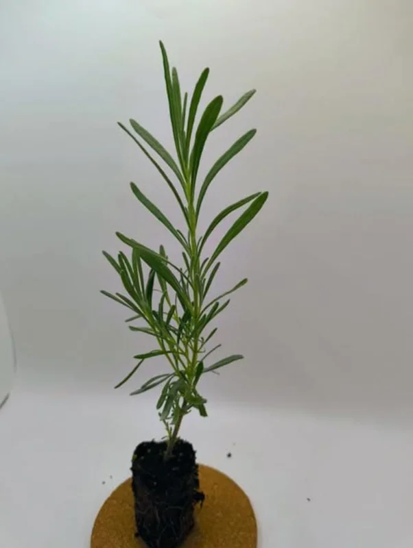 Lavender Live Plant – Set of 2, 4-6" Tall – Fragrant, Pollinator-Friendly Outdoor - Image 6