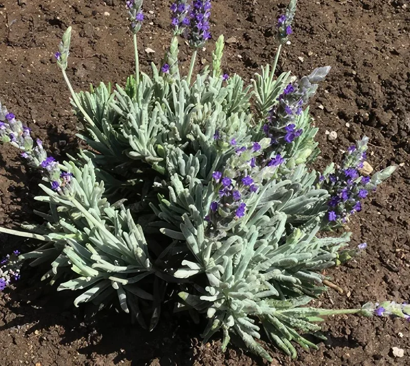 Lavender Live Plant – Set of 2, 4-6" Tall – Fragrant, Pollinator-Friendly Outdoor - Image 7