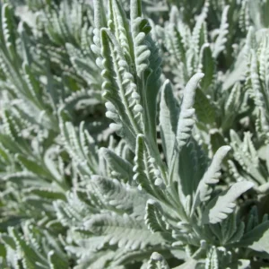 Lavender Live Plant – Set of 2, 4-6