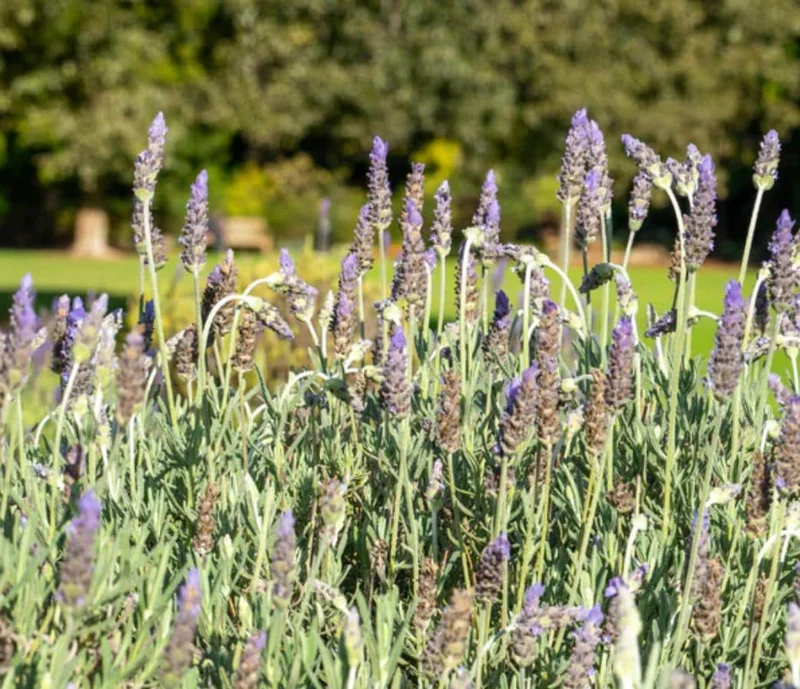 Lavender Live Plant – Set of 2, 4-6" Tall – Fragrant, Pollinator-Friendly Outdoor - Image 9