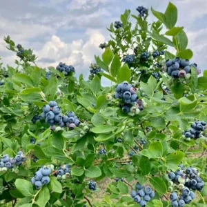 Legacy Blueberry Live Plants, Set of 2 - 4-6" Tall Northern Highbush (Vaccinium corymbosum) Outdoor - Image 2