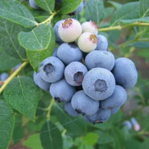 Legacy Blueberry Live Plants, Set of 2 - 4-6