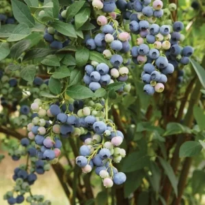 Legacy Blueberry Live Plants, Set of 2 - 4-6" Tall Northern Highbush (Vaccinium corymbosum) Outdoor - Image 1