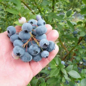 Legacy Blueberry Live Plants, Set of 2 - 4-6