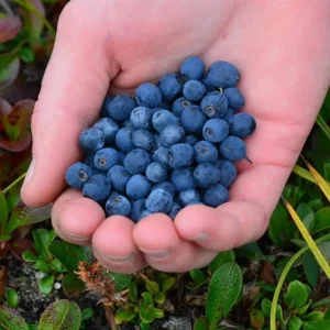 Legacy Blueberry Live Plants, Set of 2 - 4-6