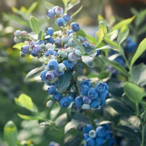 Legacy Southern Highbush Blueberry Live Plant - 4-8" Starter Bush - Image 2