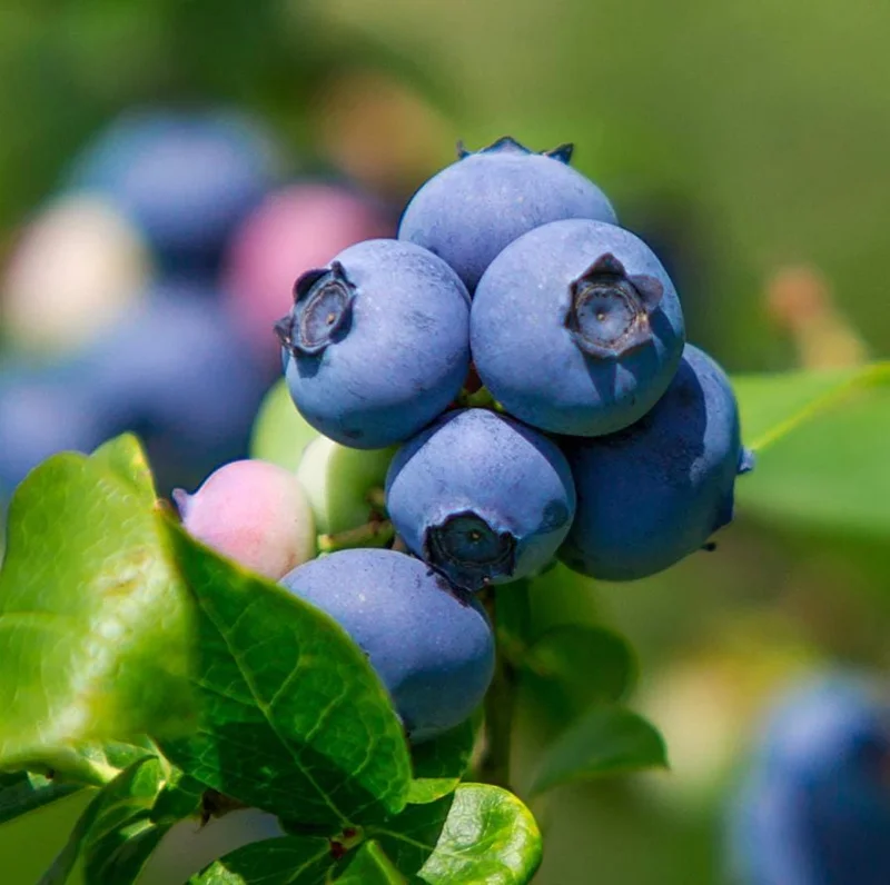 Legacy Southern Highbush Blueberry Live Plant - 4-8" Starter Bush - Image 3