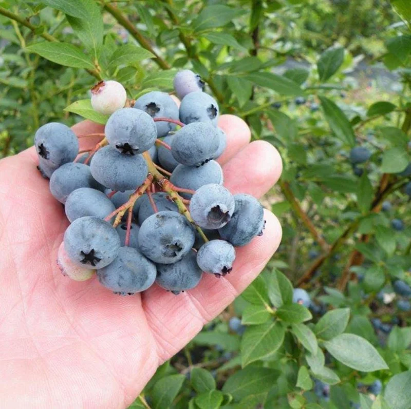 Legacy Southern Highbush Blueberry Live Plant - 4-8" Starter Bush - Image 4