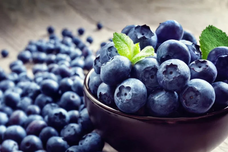 Legacy Southern Highbush Blueberry Live Plant - 4-8" Starter Bush - Image 5