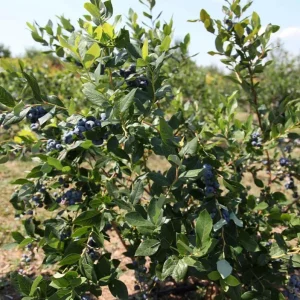 Legacy Southern Highbush Blueberry Live Plant - 4-8