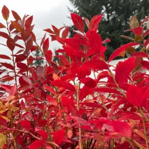 Legacy Southern Highbush Blueberry Live Plant - 4-8