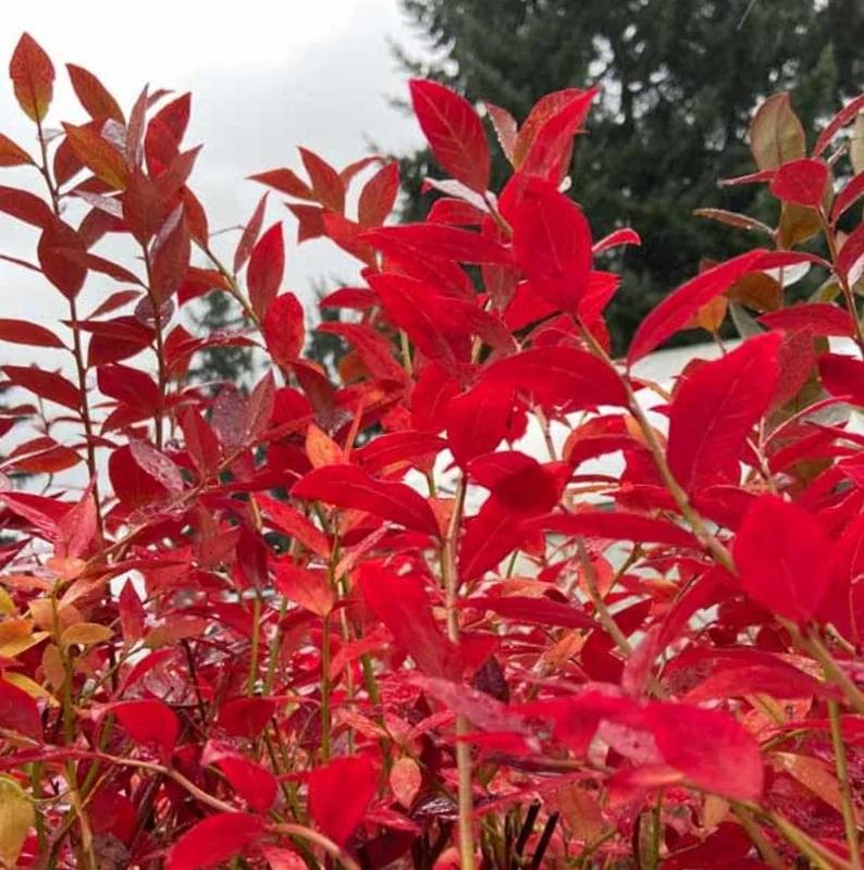 Legacy Southern Highbush Blueberry Live Plant - 4-8" Starter Bush - Image 9