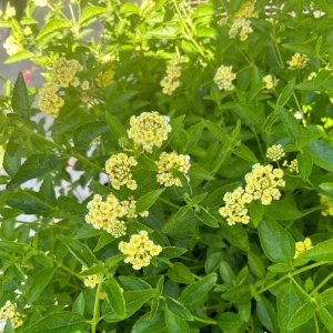 Lemon Drop Lantana Live Plant - Set of 2, 4-6
