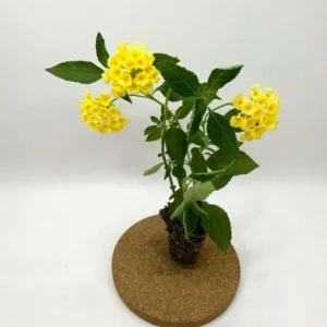 Lemon Drop Lantana Live Plant - Set of 2, 4-6