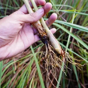 Lemongrass Live Plant Set - 5 Healthy Cymbopogon citratus Starters 4-8