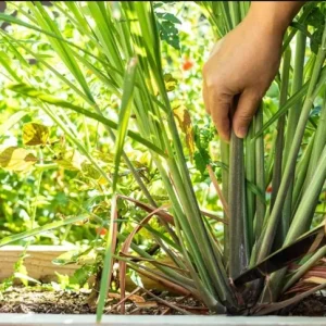 Lemongrass Live Plant Set - 5 Healthy Cymbopogon citratus Starters 4-8