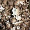 Maitake Mushroom Mycelium Spawn (Hen of the Woods) - Dried Seeds for Cultivation - Image 1
