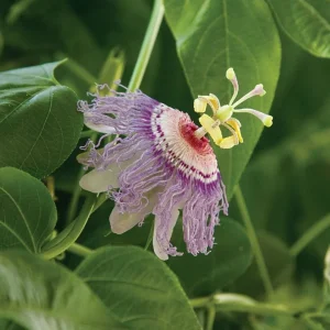 Maypop Passionflower Live Plant - Passiflora Incarnata, Purple Blooms, Edible Fruit, 4-6" Tall, Perennial Vine - Image 2