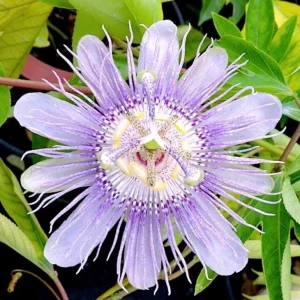 Maypop Passionflower Live Plant - Passiflora Incarnata, Purple Blooms, Edible Fruit, 4-6" Tall, Perennial Vine - Image 1