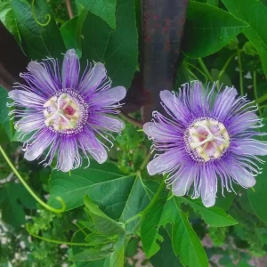 Maypop Passionflower Live Plant - Passiflora Incarnata, Purple Blooms, Edible Fruit, 4-6