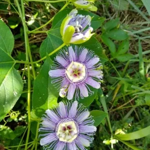 Maypop Passionflower Live Plant - Passiflora Incarnata, Purple Blooms, Edible Fruit, 4-6