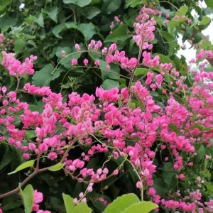 Mexican Creeper Live Plant Set - 4 Pink Flowering Vines, Antigonon leptopus, 4-6