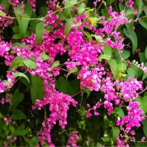 Mexican Creeper Live Plant Set - 4 Pink Flowering Vines, Antigonon leptopus, 4-6" Tall, Outdoor - Image 2