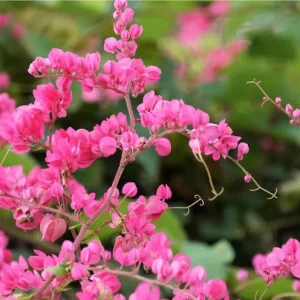 Mexican Creeper Live Plant Set - 4 Pink Flowering Vines, Antigonon leptopus, 4-6