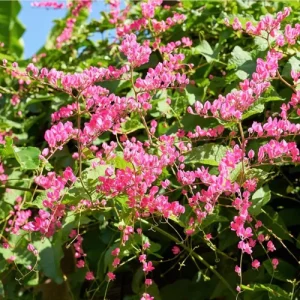 Mexican Creeper Live Plant Set - 4 Pink Flowering Vines, Antigonon leptopus, 4-6" Tall, Outdoor - Image 1