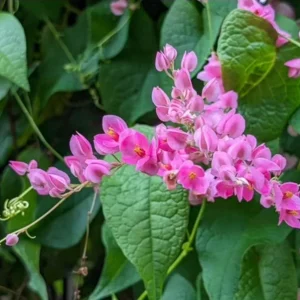 Mexican Creeper Live Plant Set - 4 Pink Flowering Vines, Antigonon leptopus, 4-6