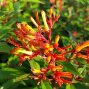 Mexican Firebush Live Plants – Hamelia Patens Starter Plants – Hummingbird Magnet – 2-Pack, 4-6 in Tall - Image 3