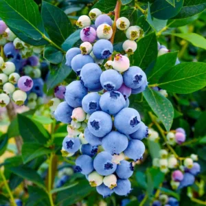 Misty Blueberry Bush Live Plant - Southern Highbush - 4-6" Tall Starter - Image 2