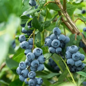 Misty Blueberry Bush Live Plant - Southern Highbush - 4-6